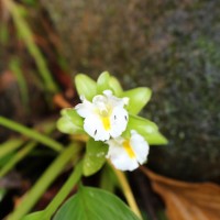 Curcuma albiflora Thwaites
